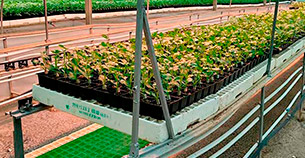 Semilleros: Túneles de injerto Semilleros: Túneles de injerto